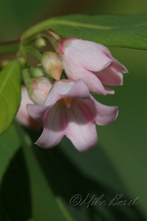  Spreading Dogbane 