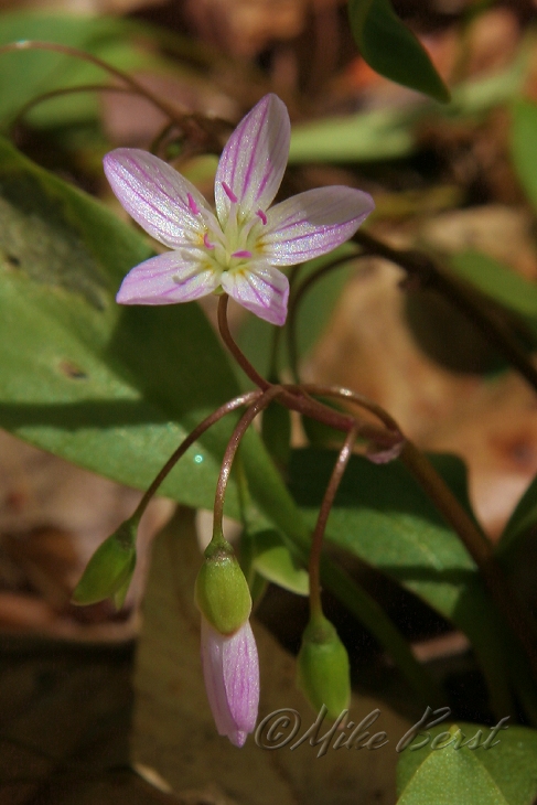  Spring Beauty 