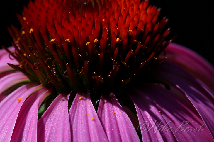  Purple Coneflower 