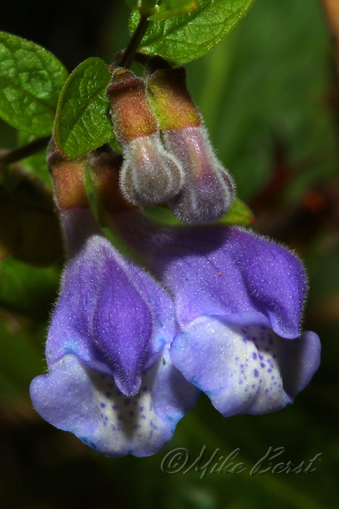  Marsh Skullcap 