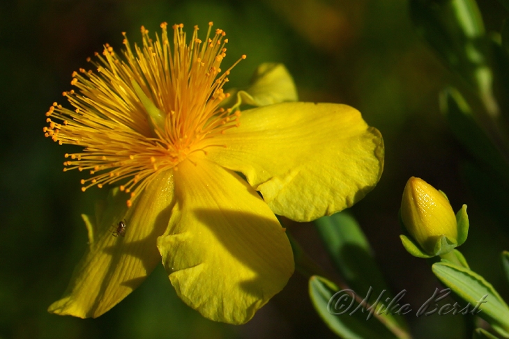  Shrubby St. Johnswort 
