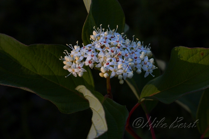  Red Osier 