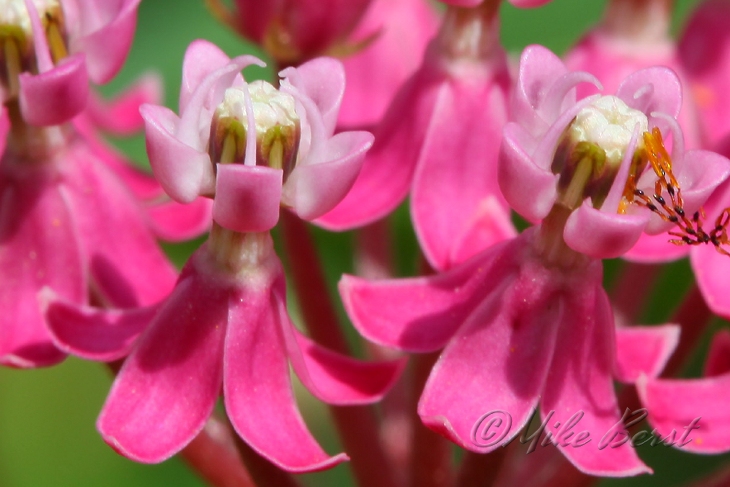  Swamp Milkweed 