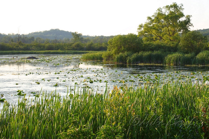  Mill Pond 