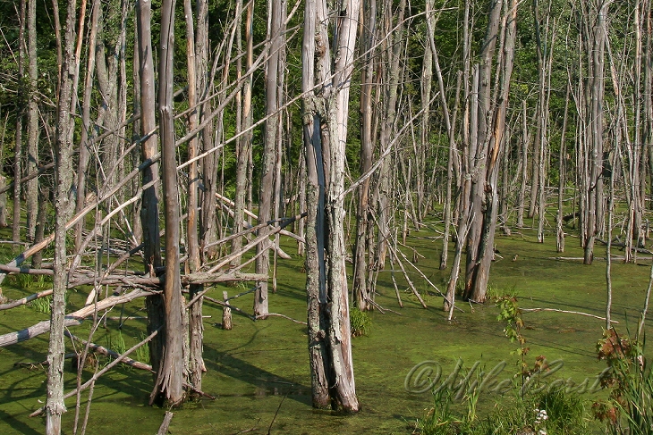  Solon Swamp 