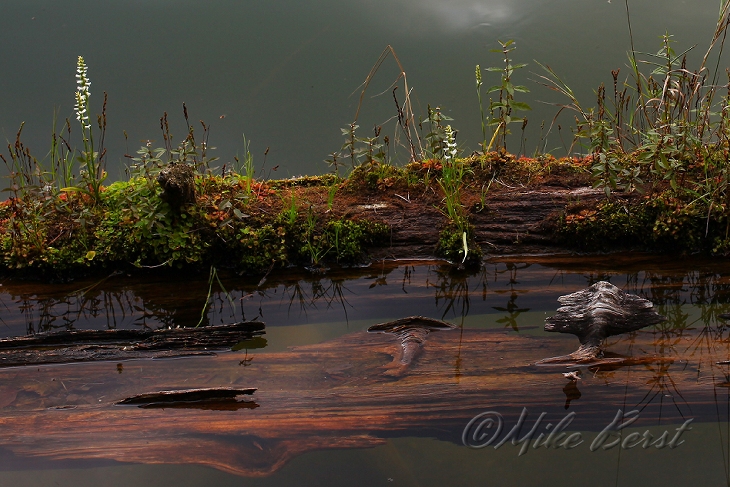  Twin Lakes Sinkhole 