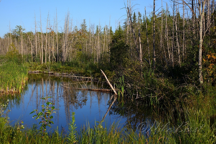  Intradunal Swamp 