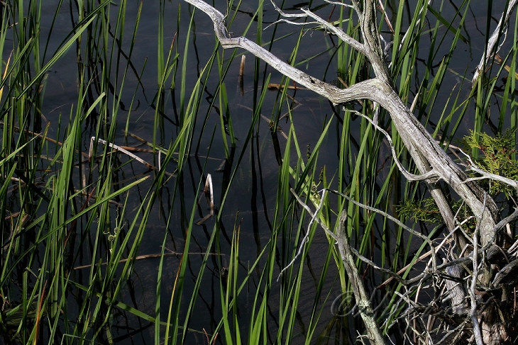  Grass River 