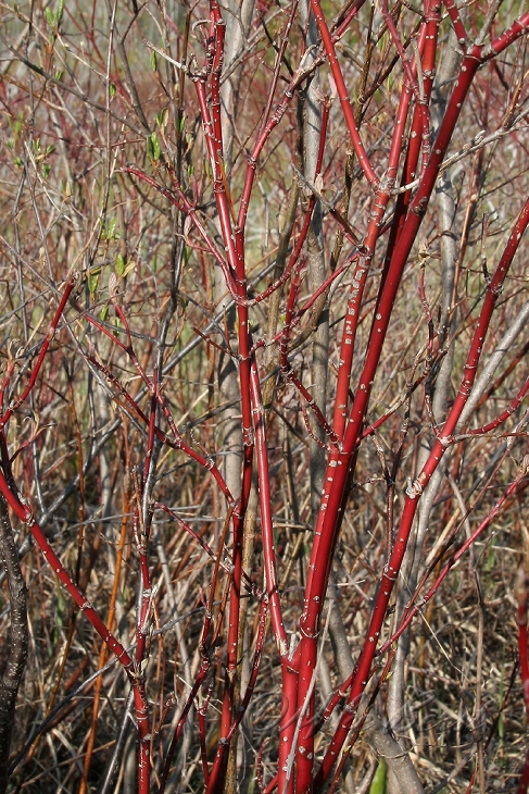  Red Osier 