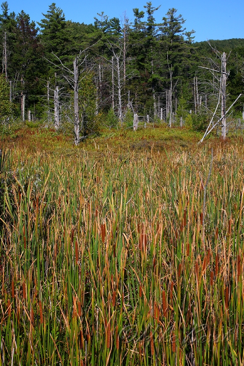  Tucker Swamp 