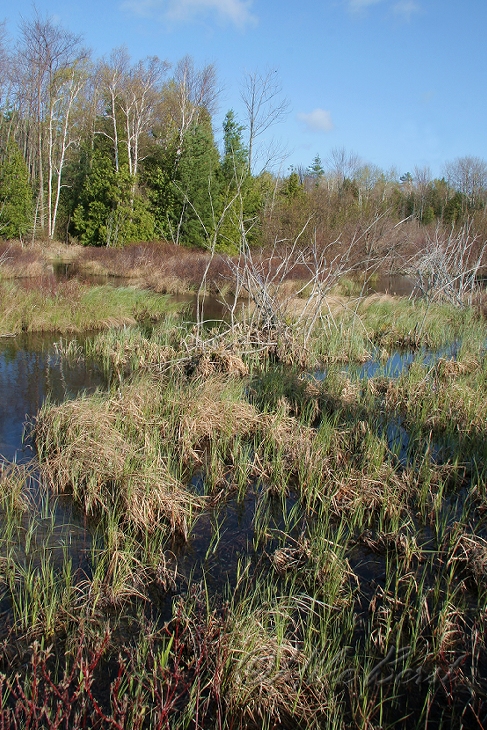  Woolsey Swamp 