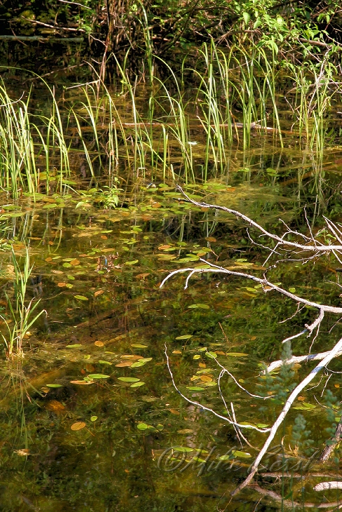  Intradunal Swamp 